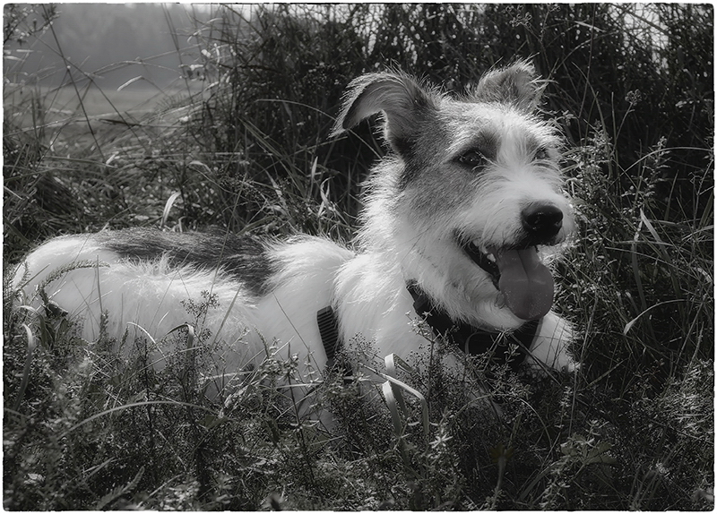 001 Felix Mecklenburgische Seenplatte SAM_3476 Kopie.jpg